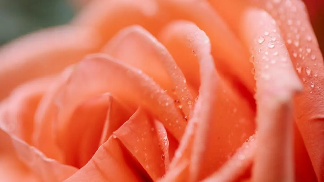 Blossoming orange flower with water droplets, symbolizing vaginal dryness after yeast infection