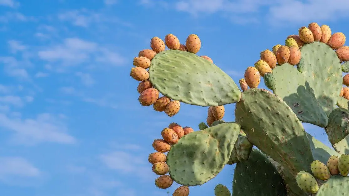 Arid landscape with cactus highlighting vaginal dryness birth control issues