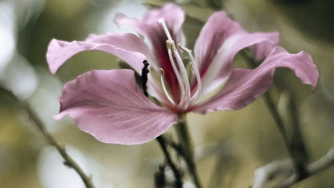 Wilted lily flower symbolizing vaginal dryness during ovulation