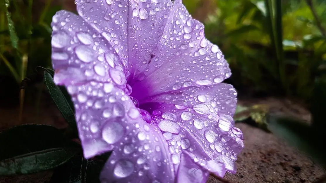 Purple flower with water droplets, debunking Vaginal Dryness Myths.