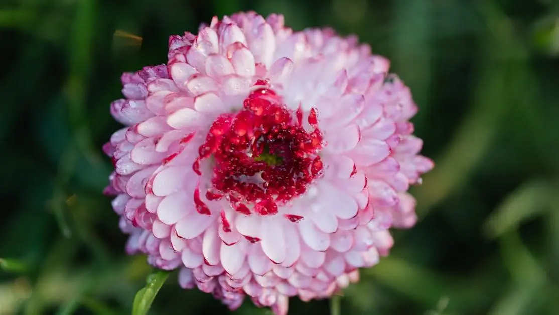 Flower symbolizing relief from vaginal dryness postpartum