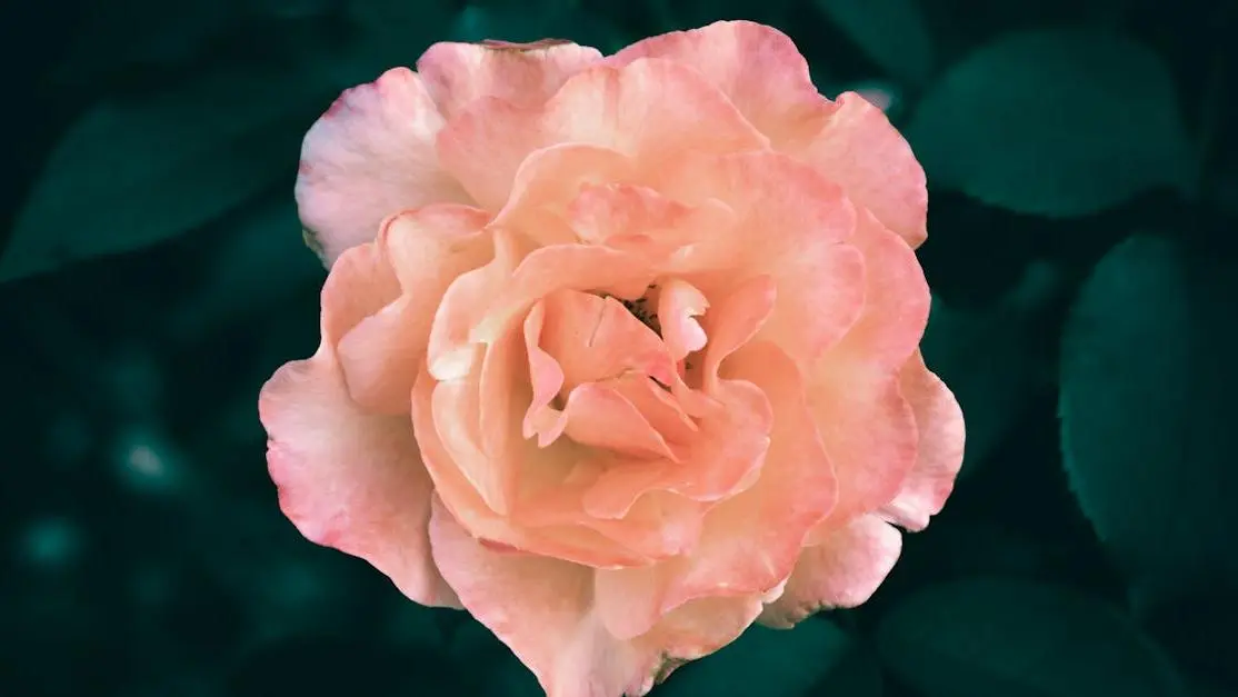 Pink and orange rose flower symbolizing changes in vaginal odor during ovulation