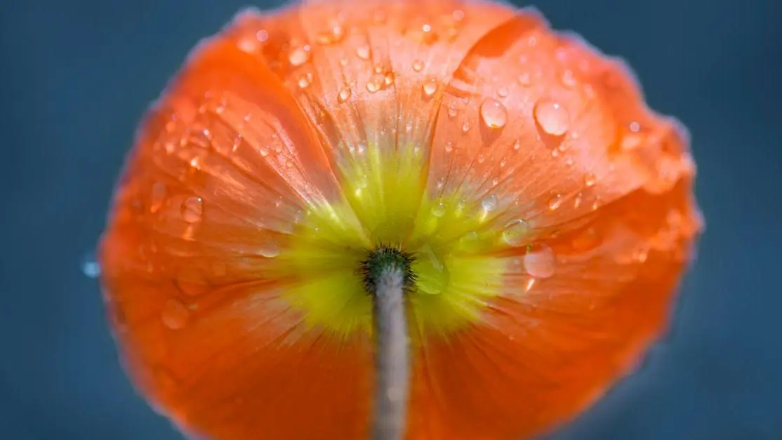 Papaver nudicaule flowers representing fresh scent amid concerns of vaginal odor early pregnancy