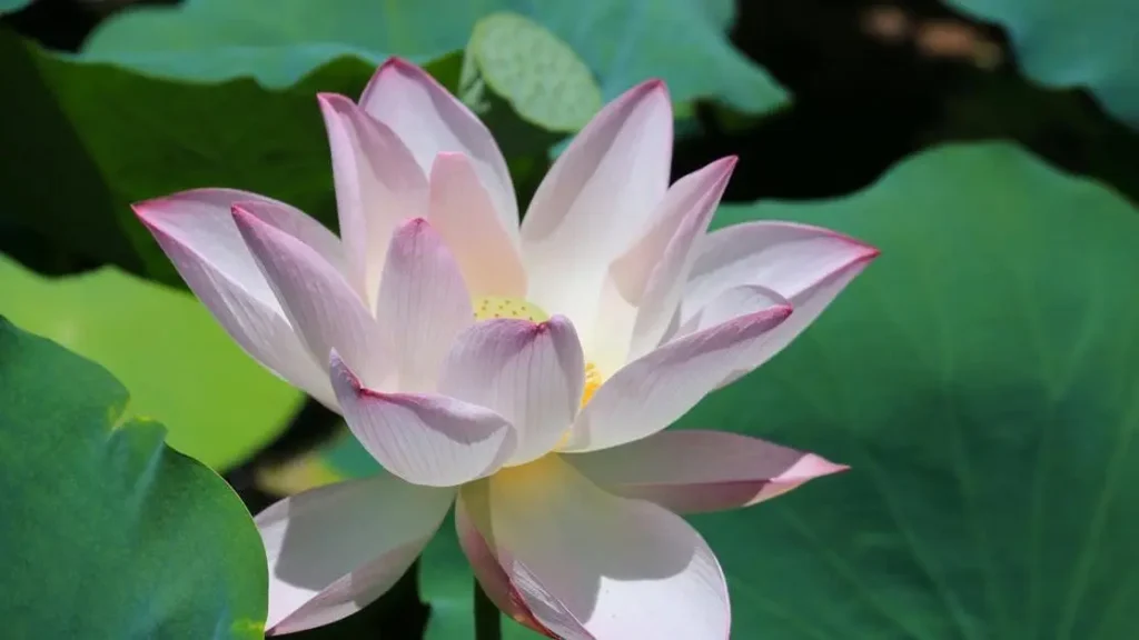 Pink lotus flower and green leaves, related to vaginal odor with IUD