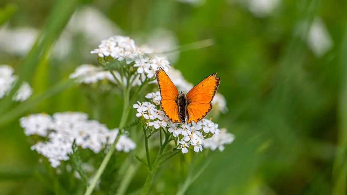 Butterfly on white flowers promoting Valerian Root for Hot Flashes benefits