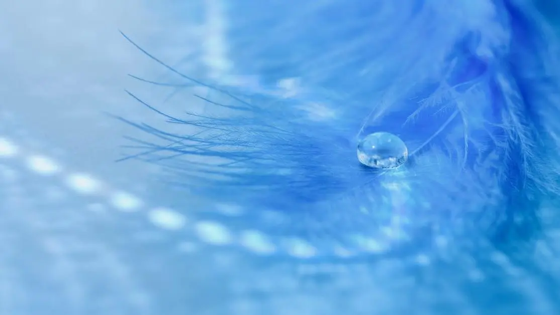 Close-up of a blue feather with a water droplet, representing the delicacy of yeast infections