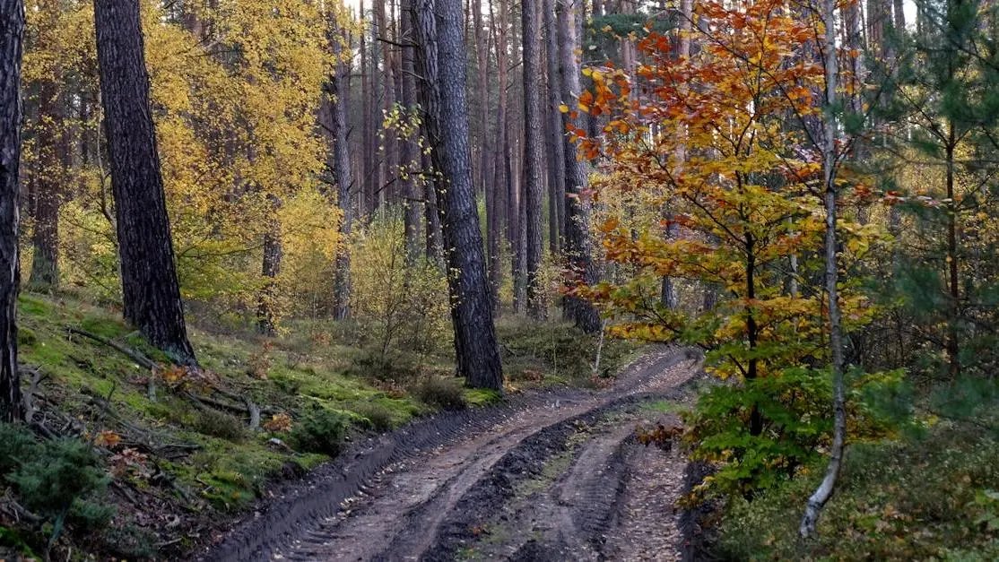 Autumn leaves on a dirt road in the woods.