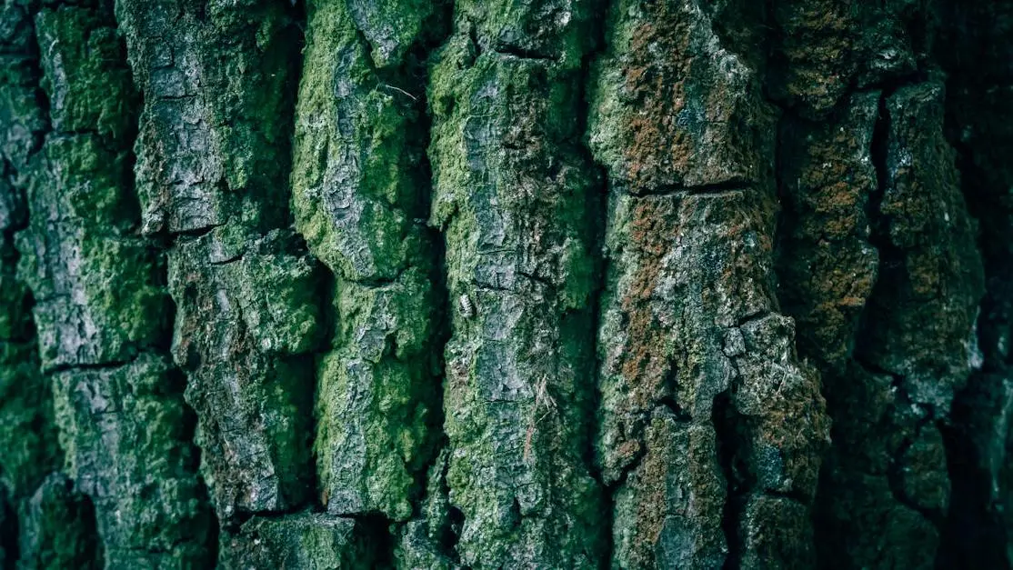 Old tree bark texture with green moss, symbolizing the topic "Yeast Infections and Aging".