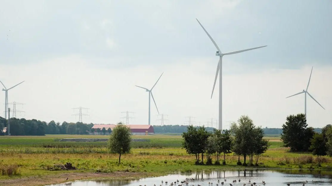 Berberine for Energy and Metabolism: Boosting vitality with natural landscapes like Dutch wind turbines.