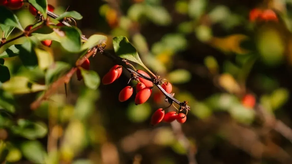 Ripe red barberry berries on branch demonstrating How Berberine Improves Glucose Metabolism.