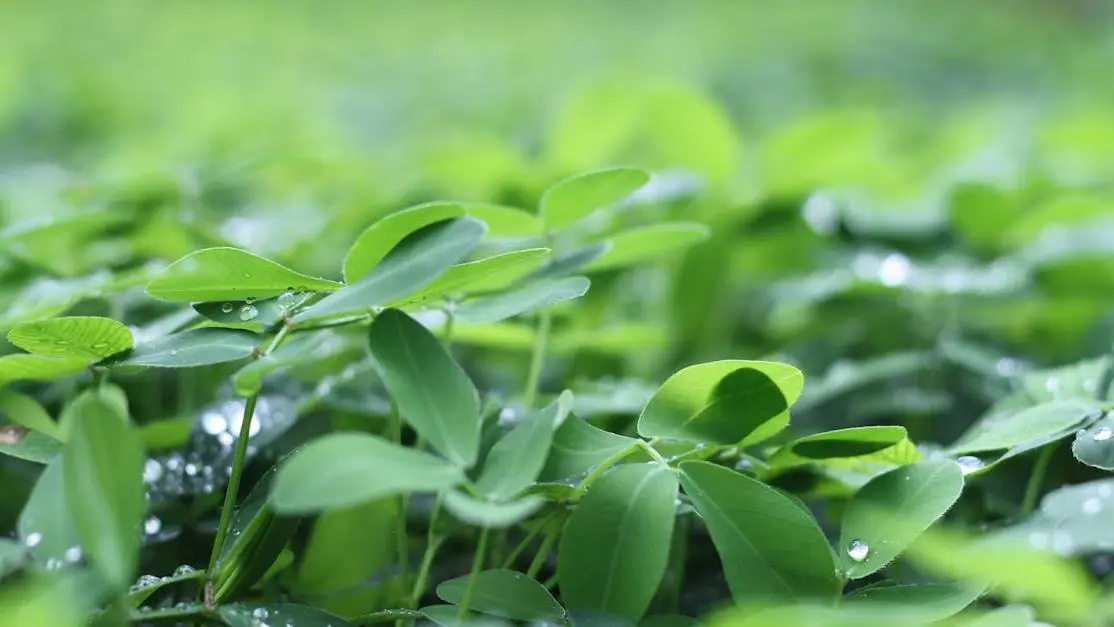 Fresh green leaves with dewdrops, symbolizing the natural benefits of Berberine supplements