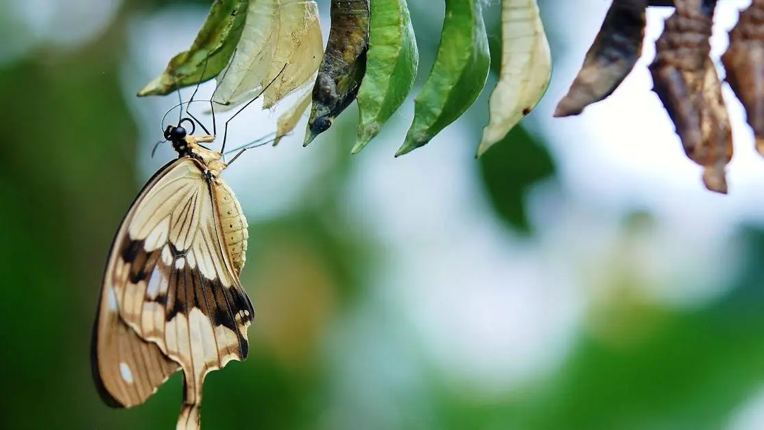 Butterfly emerging from cocoons symbolizing transformation, highlighting Psychological Benefits of GLP-1 Medications.