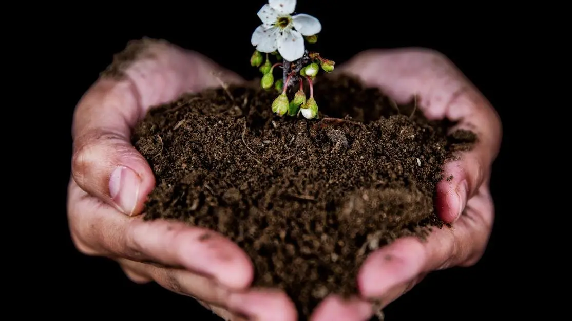 Hands holding soil with a blooming white flower, symbolizing growth in Combining GLP-1 with Coaching.