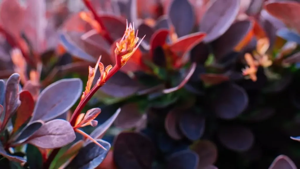 Barberry plant in garden showcasing leaves and buds, related to Berberine for Blood Sugar Management.