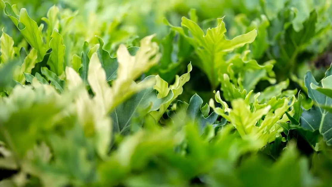 Lush green leaves symbolizing berberine's connection to longevity and vibrant health.