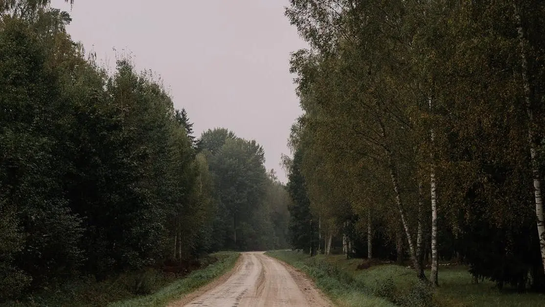 Tranquil forest path during autumn, symbolizing transition to a GLP-1 program for weight loss.