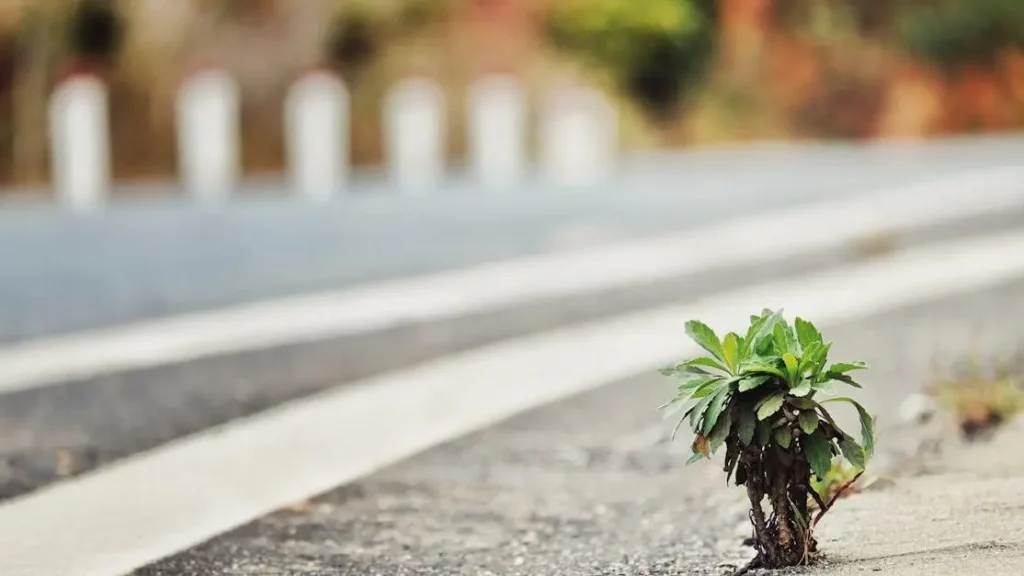 Thriving plant symbolizing resilience, akin to long-term benefits of using GLP-1 medications.