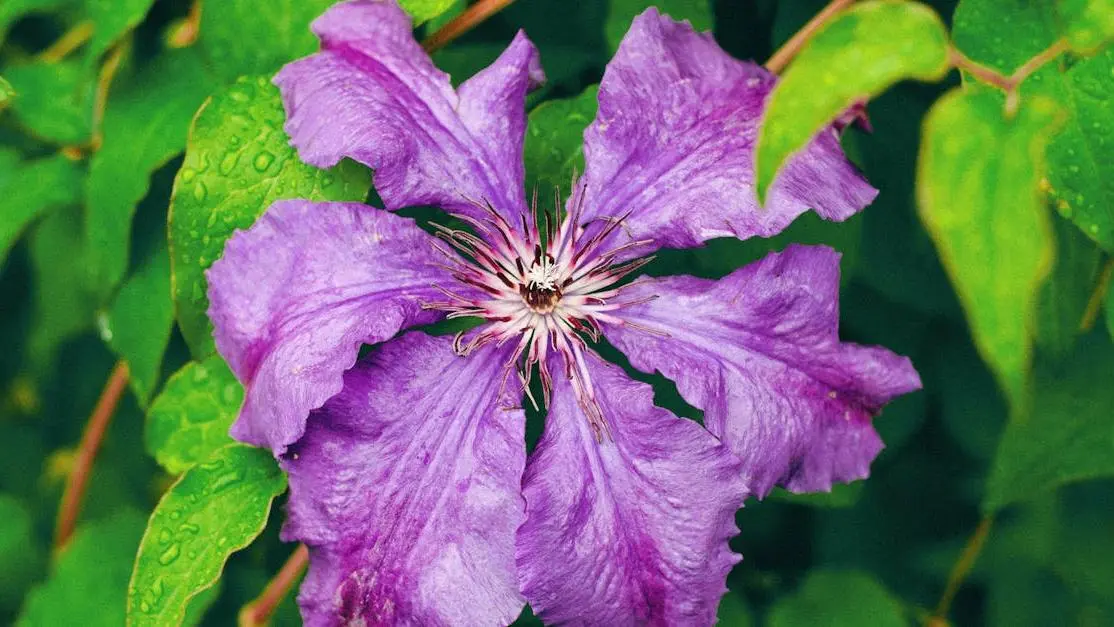 Clematis flower and dewdrops on leaves, illustrating the need to not "Stop Taking Berberine Suddenly".